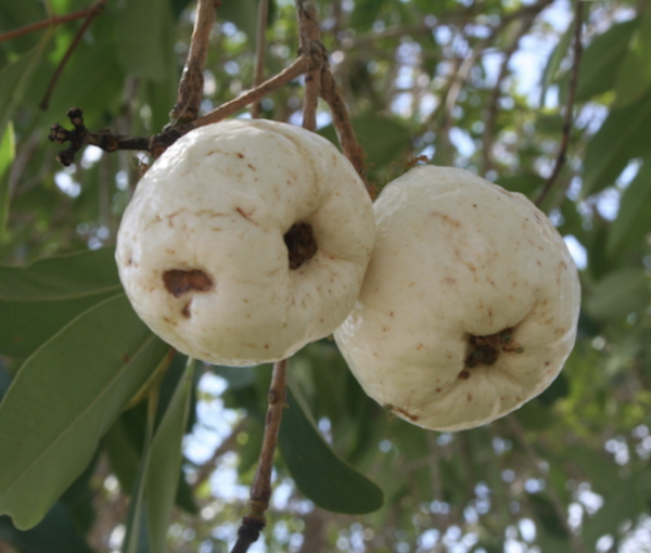 Syzygium Forte. Subsp forte (Watergum/White Apple) - Tube Stock